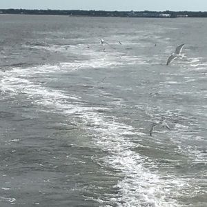 Meet your Posher, Jane